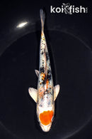 6.25" YAMATO NISHIKI