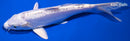 7" DOITSU PLATINUM OGON