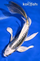 7.5" KIN KIKOKURYU BUTTERFLY