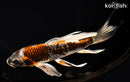 7.75" BENI GINGA BUTTERFLY