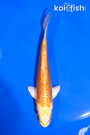 5" DOITSU YAMABUKI OGON