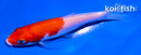 4.5" KOHAKU