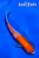 5" KOHAKU BUTTERFLY