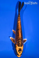 7.25" BENI KIKOKURYU