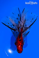 5.5" CALICO WATONAI GOLDFISH