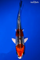 5.5" KUJAKU