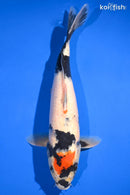 14" MARUTEN SHOWA
