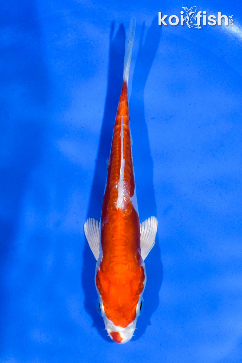 5" KIKUSUI
