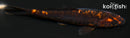 4.25" BENI KUMONRYU