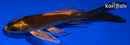 5.25" KIN ORENJI MATSUBA BUTTERFLY