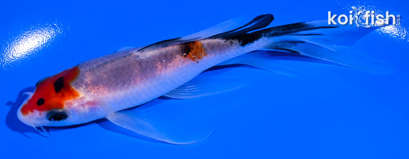 5.25" SANKE BUTTERFLY