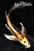 7.5" ARAGOKE BENI KIKOKURYU BUTTERFLY