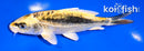 5.5" KIN KIKOKURYU