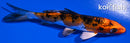 4.75" YAMATO NISHIKI