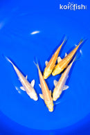 PACK OF (5) 4.5-4.75" YAMABUKI OGON KOI