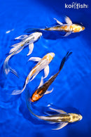 PACK OF (5) 4.5-6" DOITSU BUTTERFLY KOI