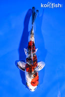 5.5" GINRIN YAMATO NISHIKI