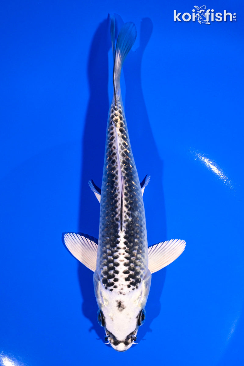 6.75" GIN MATSUBA