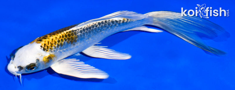 5.5" KUJAKU BUTTERFLY