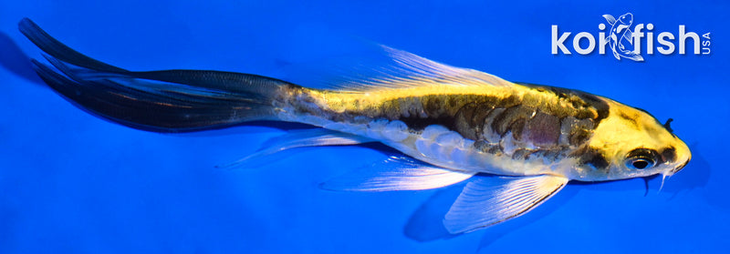 5.5" ARAGOKE KIN KIKOKURYU BUTTERFLY