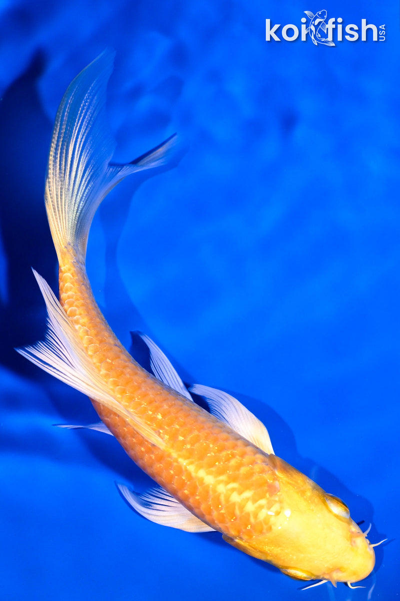 5.25" YAMABUKI OGON BUTTERFLY