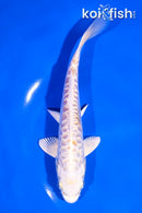 6.5" DOITSU LEMON HARIWAKE