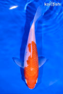 6.25" KOHAKU