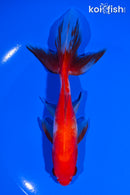 6" SARSA WATONAI GOLDFISH