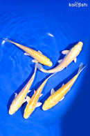 PACK OF (5) 5-6" STANDARD KOI