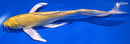 8.5" YAMABUKI OGON BUTTERFLY