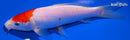 6.5" KOHAKU