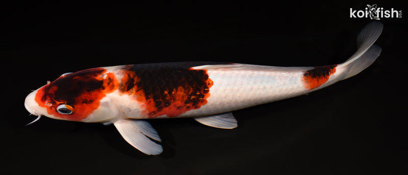 15.5" GOROMO