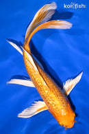 9.5" GINRIN ORENJI OGON BUTTERFLY