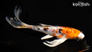 7.25" HEISEI NISHIKI BUTTERFLY