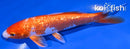 6.75" GINRIN HARIWAKE