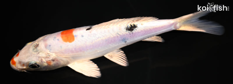 5.5" HEISEI NISHIKI