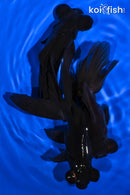 PACK OF (3) 4.5-5" TELESCOPE FANTAIL GOLDFISH
