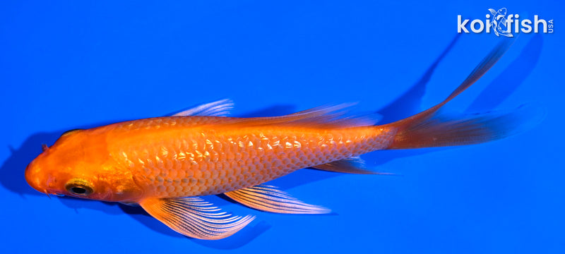 5" GINRIN ORENJI OGON BUTTERFLY