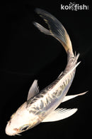 5.25" DOITSU GIN MATSUBA BUTTERFLY