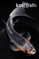 8.5" ASAGI BUTTERFLY
