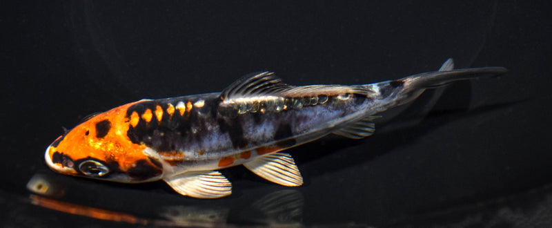 5.75" BENI KIKOKURYU