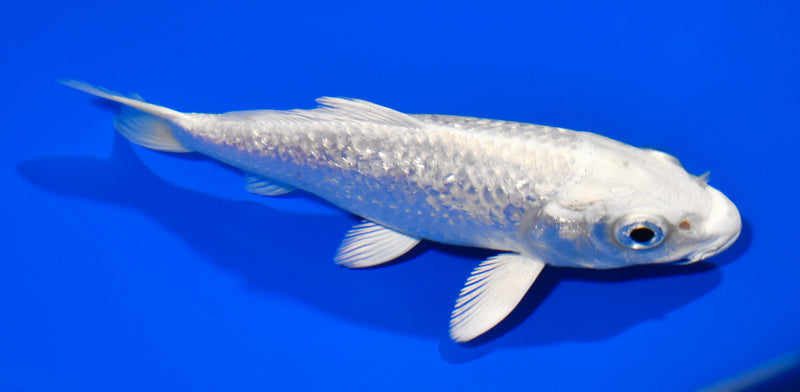 5.5" GINRIN PLATINUM OGON