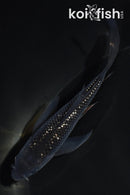 4" GINRIN SOROGOI BUTTERFLY