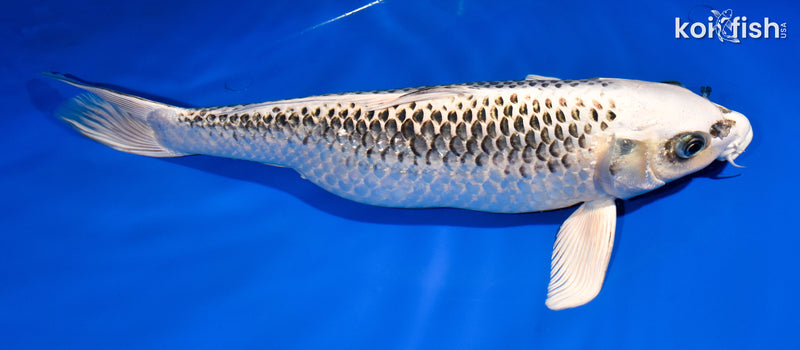 14.5" GIN MATSUBA
