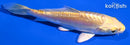 4.25" DOITSU YAMABUKI OGON