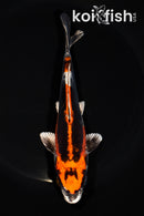 6.75" BENI KIKOKURYU