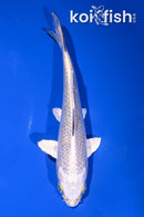 5.75" GINRIN GIN MATSUBA