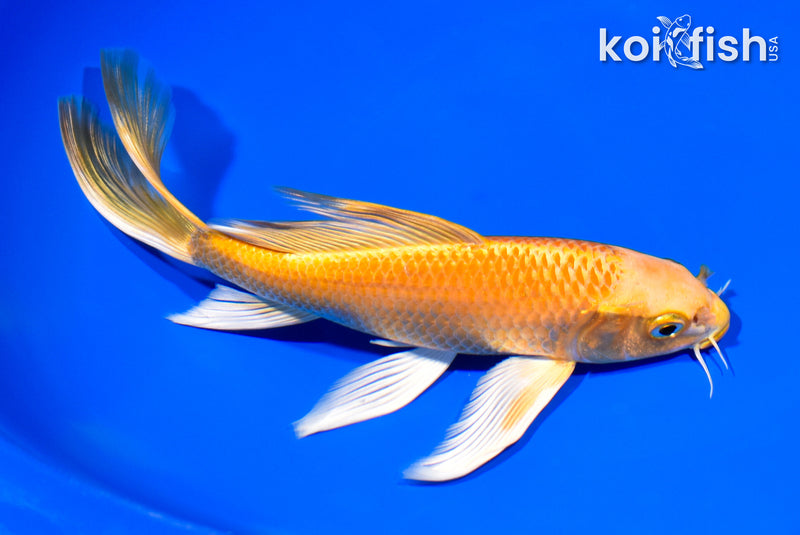 8" ORENJI OGON BUTTERFLY