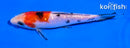 5" GINRIN SANKE