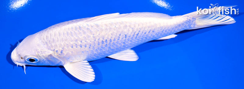 6.75" PLATINUM OGON